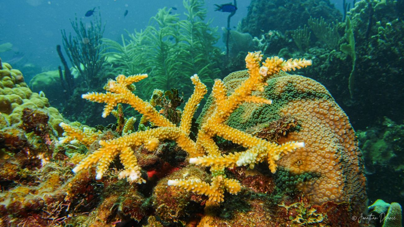 República Dominicana participará en la mayor iniciativa de investigación de aguas profundas en la Cordillera Submarina Beata