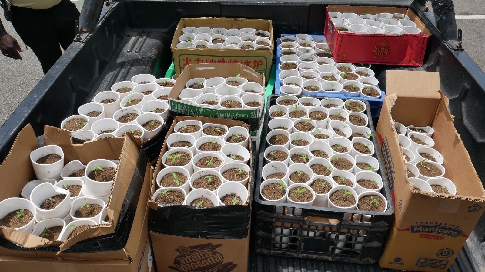 Autoridades ocupan más de 400 plantas de presunta marihuana en Santo Domingo Oeste