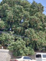 EEUU suspende importación de mango, tres años después de alerta sobre mosca de la fruta