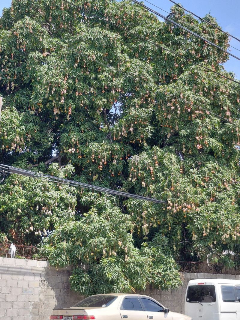 EEUU suspende importación de mango, tres años después de alerta sobre mosca de la fruta