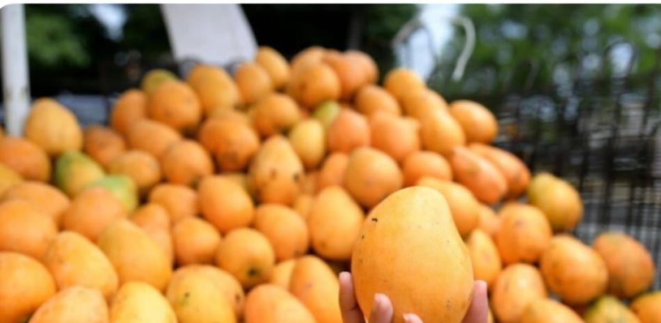 Osmar Benítez alertó la necesidad de mantener la disciplina fitosanitaria en la feria del mango de este año