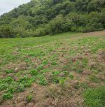 Agentes de la DNCD desmantelan cultivo de marihuana en Ocoa