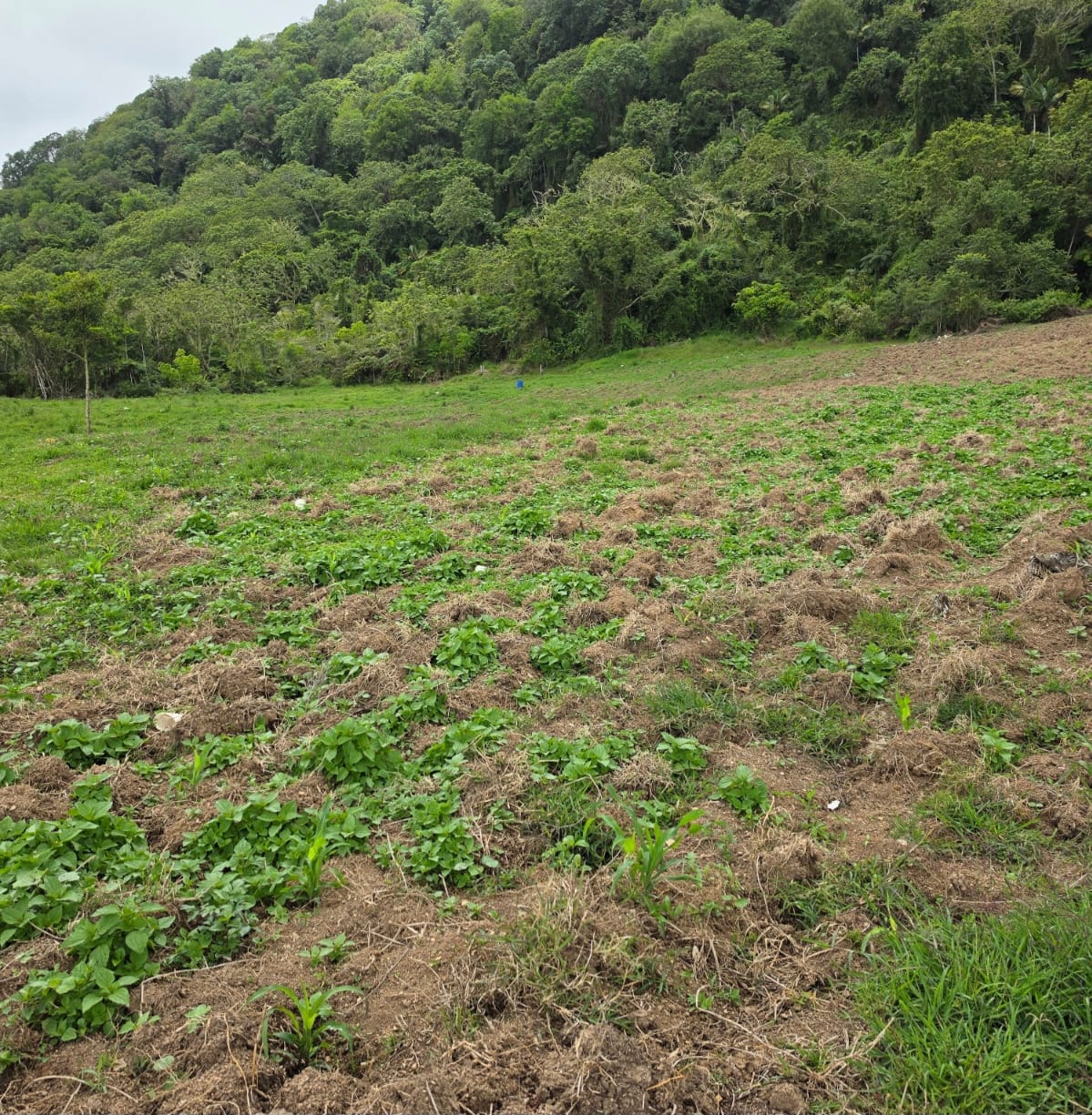 Agentes de la DNCD desmantelan cultivo de marihuana en Ocoa