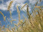 Mujeres rurales recibirán más apoyo financiero para desarrollar emprendimientos agrícolas