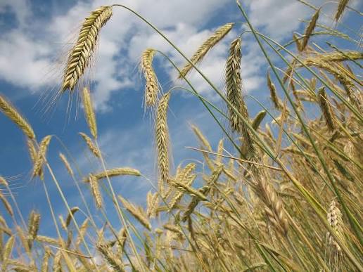 Mujeres rurales recibirán más apoyo financiero para desarrollar emprendimientos agrícolas