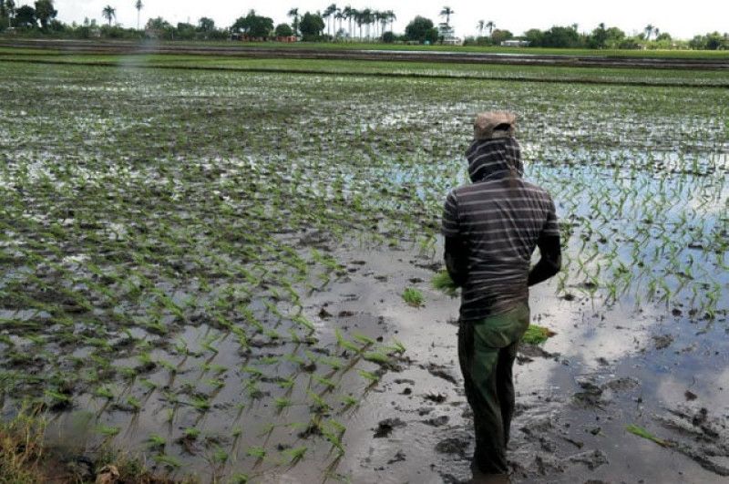“No hay agrónomos en el campo”: el grito recurrente en los campos de cultivos nacionales