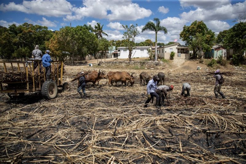 Organización exige que EE UU prohíba importaciones por trabajo forzoso en campos de caña de azúcar dominicanos