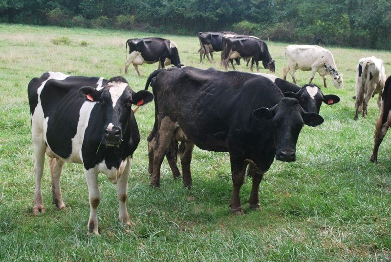 La Altagracia concentra más de 215,000 cabezas de ganado y lidera producción de carne y leche