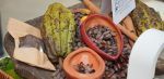 Cacao dominicano mueve US$669 millones en exportaciones
