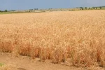 Precios mundiales de alimentos suben ligeramente durante julio