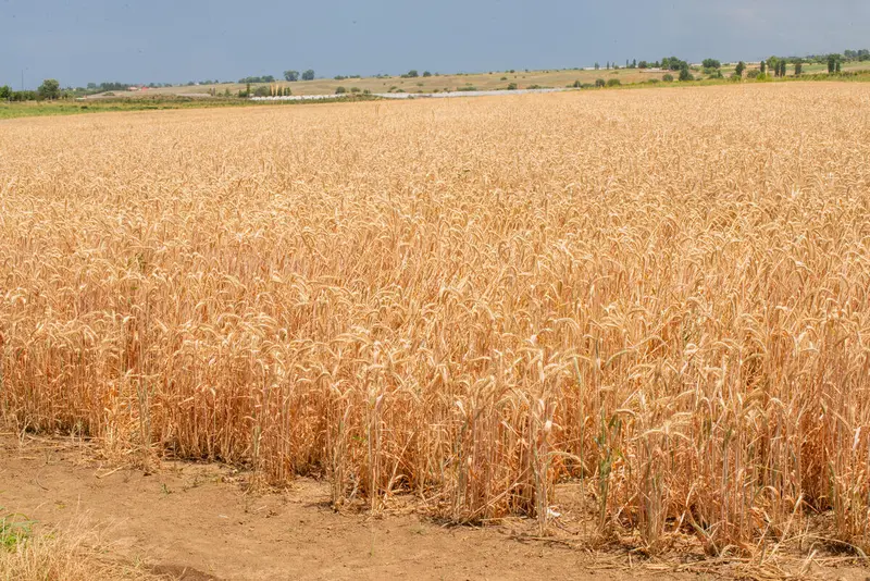 Precios mundiales de alimentos suben ligeramente durante julio