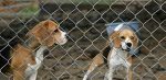 Empresa emergente de IA utiliza perros para detectar el cáncer