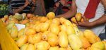 Así van los preparativos para reanudar exportación de mangos a EEUU, según Agricultura